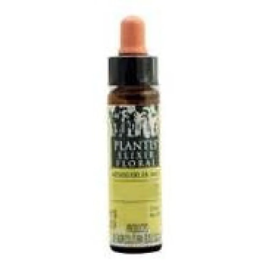 Vervain Plantis Flores De Bach Nº 31 10Ml.